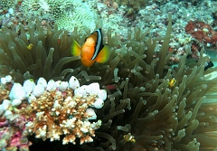 Velidhu - 2013_03_11 - IMG_0482rf_Poisson clown de Clark - Amphiprion clarkii_Kuda giri_Plongee